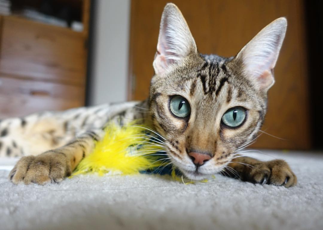 杰伦·格林拒绝质疑,公牛火力全开终结马刺纪录