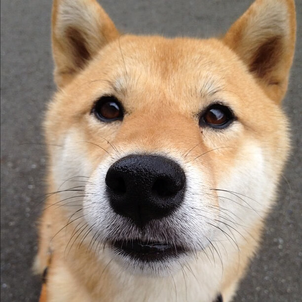 纽约之心,阿什拉夫致命一击点燃多特蒙德美国行