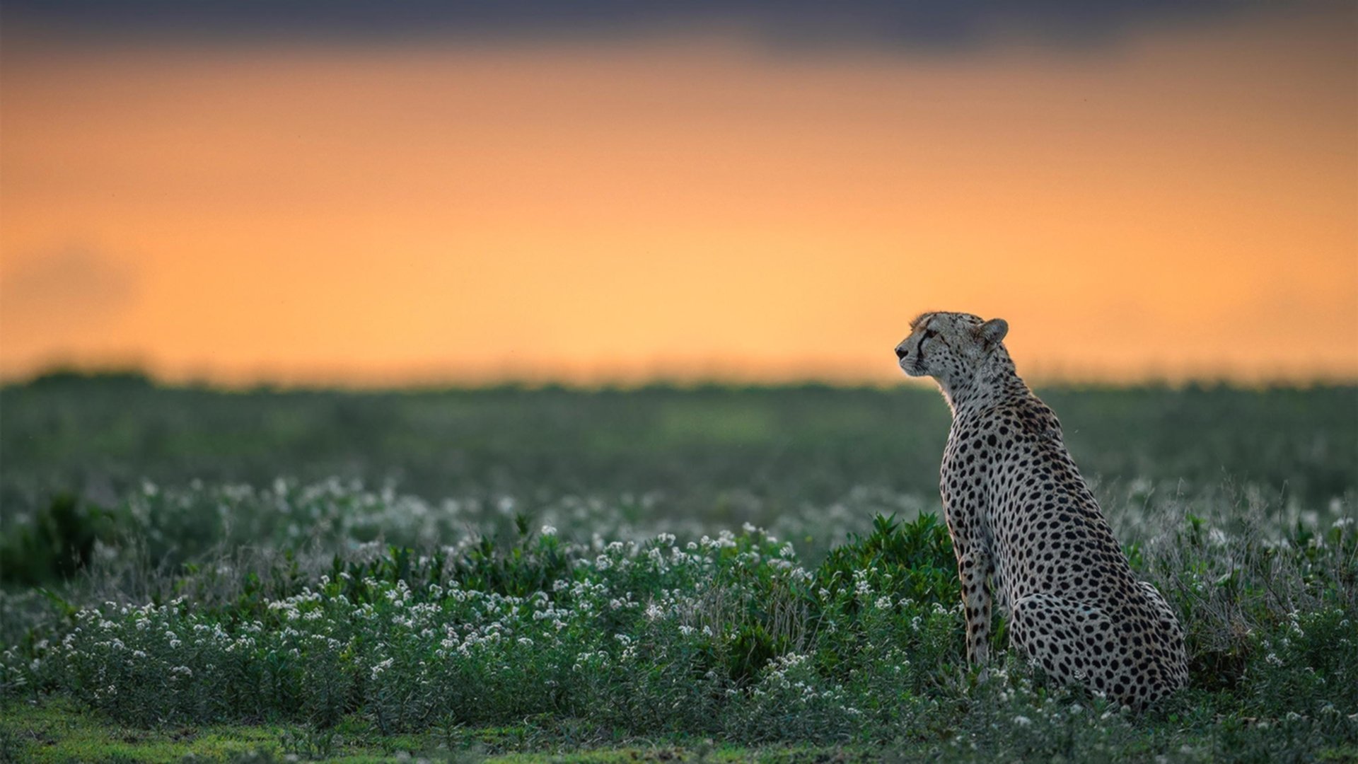 时间暂停时，唯一的看客—萨拉赫在英超争冠之夜的末节法则