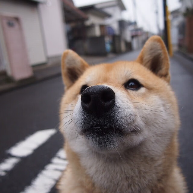 布伦森化身总钥匙,北京队轻取活塞背后的攻防密码