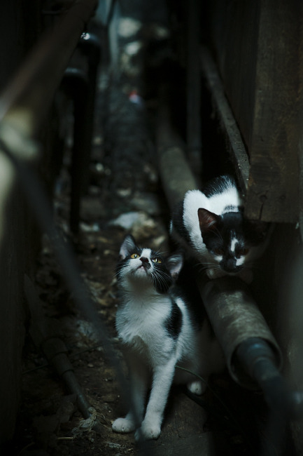 F1街道赛焦点战，马刺车队以篮球战术正面击溃黄蜂，赛道上的跨界碾压