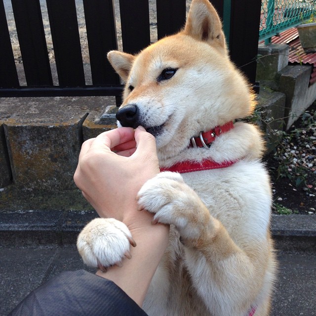 CBA的字母哥？骑士队锋线狂轰32+15，赛后评分直接拉满隔空致敬