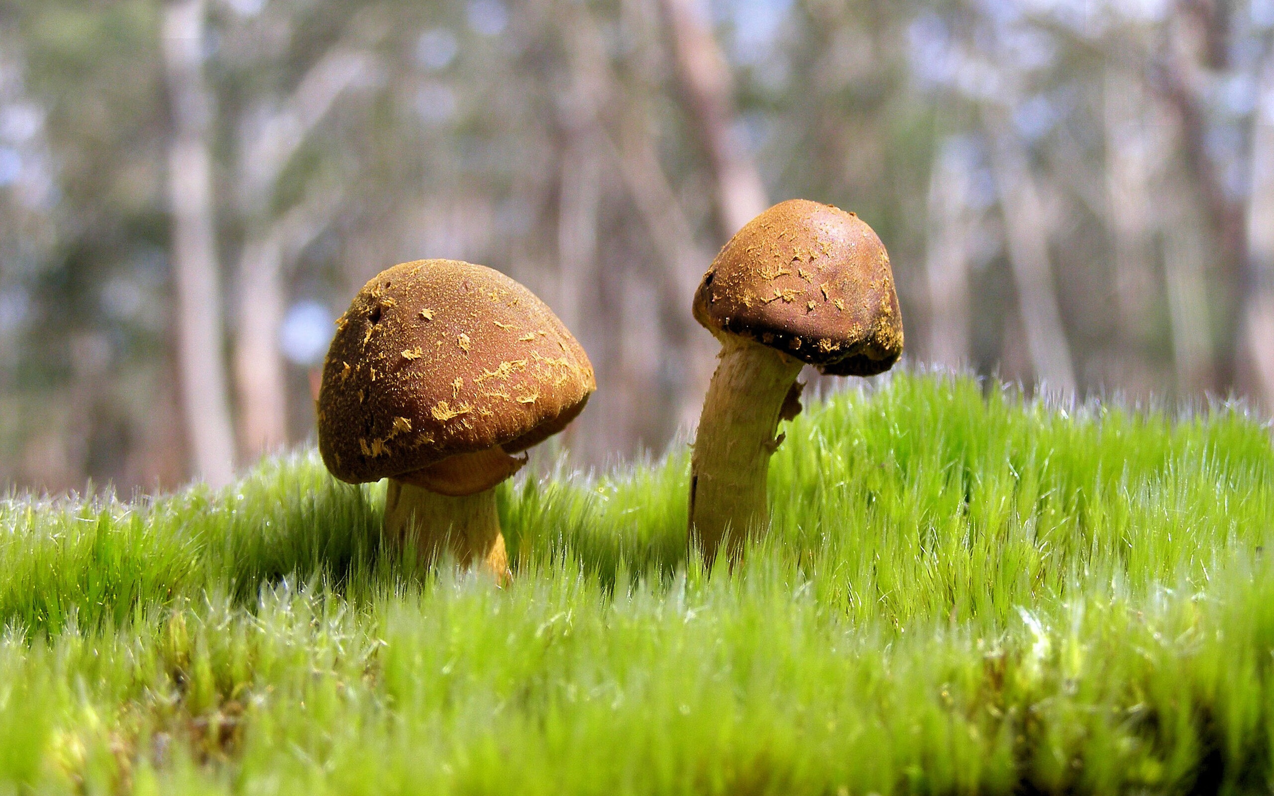 环球篮球时代，当迈阿密热火遇见山西汾酒，杰伦·格林跨越八千公里的证明