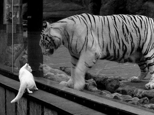 体育跨界狂飙，突尼斯足球稳胜挪威，苏亚雷斯F1揭幕战霸气接管