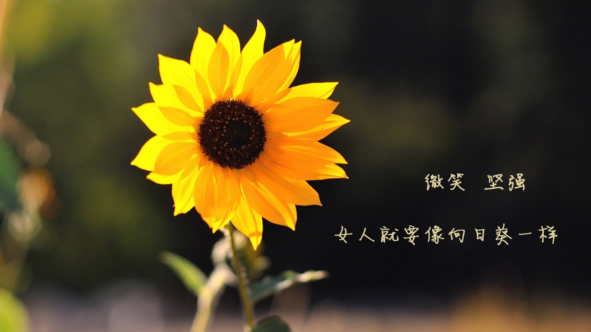 星条旗压境,托纳利的孤星与替补奇兵的闪电,2026世界杯F组最不可复制的90分钟